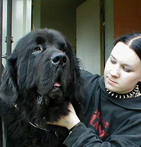 Hundar