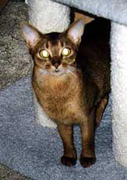Kettir