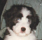 Hundar