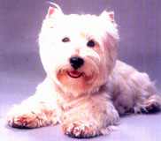 Hundar