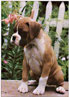 Hundar
