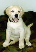 Hundar