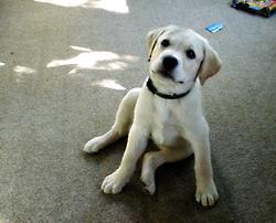 Hundar