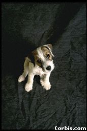 Hundar