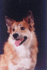 Hundar