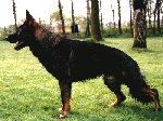 Hundar