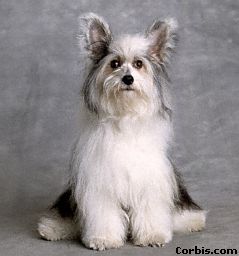 Hundar
