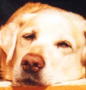 Hundar