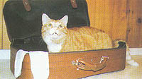 Kettir