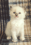 Kettir