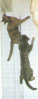Kettir