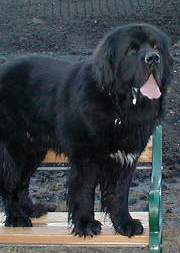Hundar