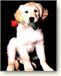 Hundar