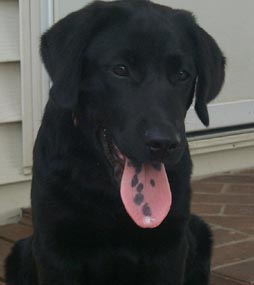 Hundar