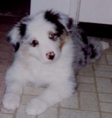 Hundar