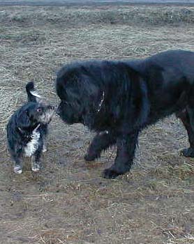Hundar