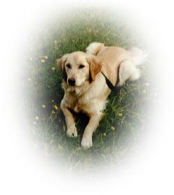 Hundar