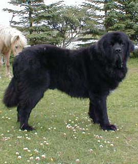 Hundar