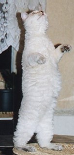 Kettir