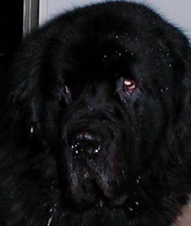 Hundar