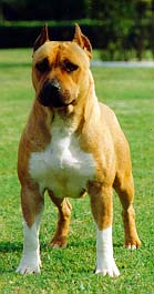Hundar