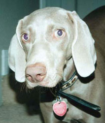 Hundar