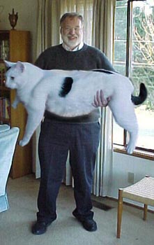Kettir