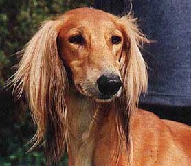 Hundar