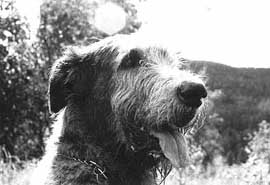 Hundar