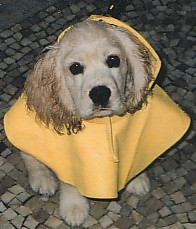 Hundar