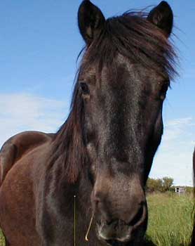 Hestar