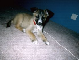 Hundar