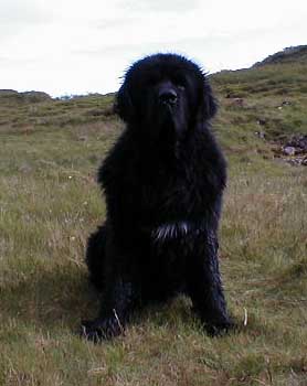 Hundar