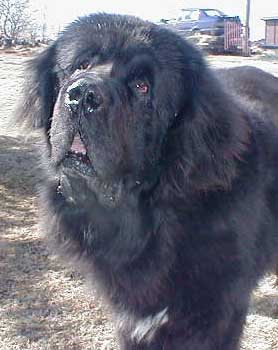 Hundar