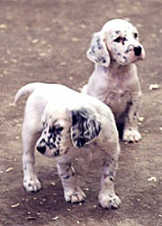Hundar