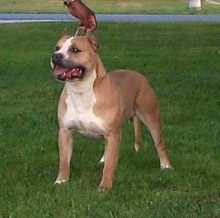 Hundar