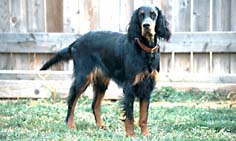 Hundar