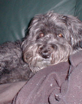 Hundar