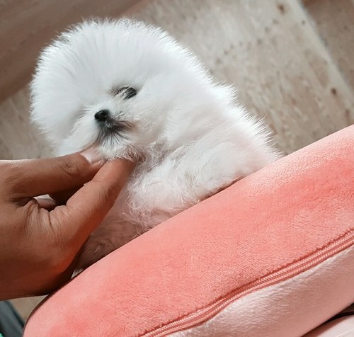 Mini Pomeranian hvolpar