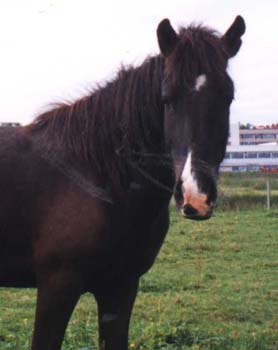 Hestar