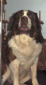Hundar