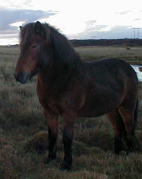 Hestar