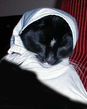 Kettir