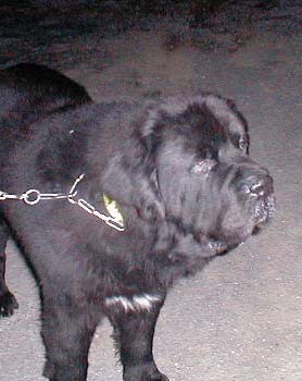Hundar