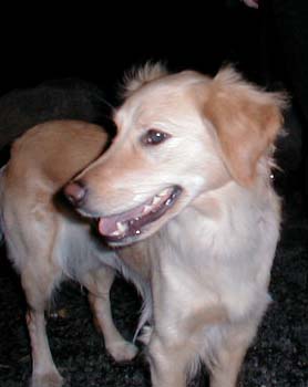 Hundar
