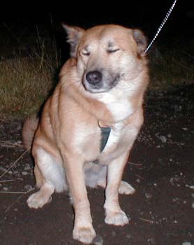 Hundar
