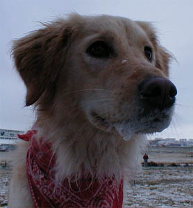 Hundar
