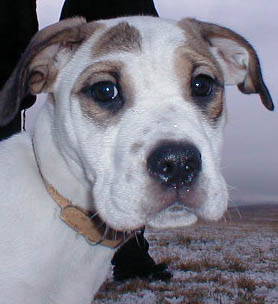 Hundar