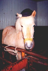 Hestar