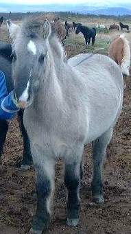 Hestar